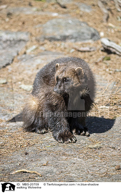 walking Wolverine / MBS-20709