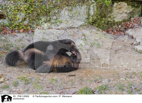 wolverines / PW-12689