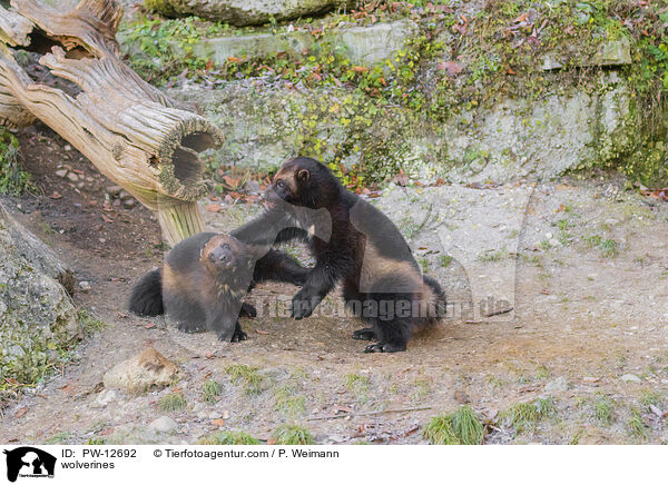 wolverines / PW-12692