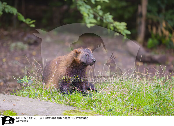 wolverine / PW-16513