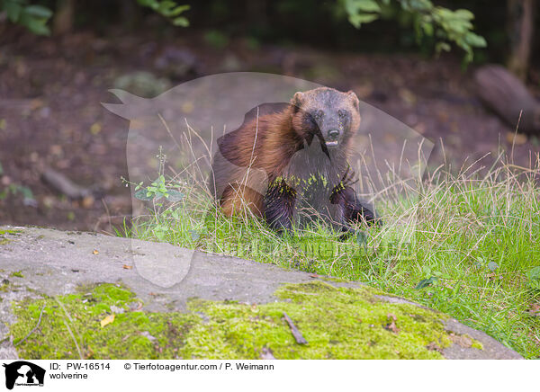 wolverine / PW-16514
