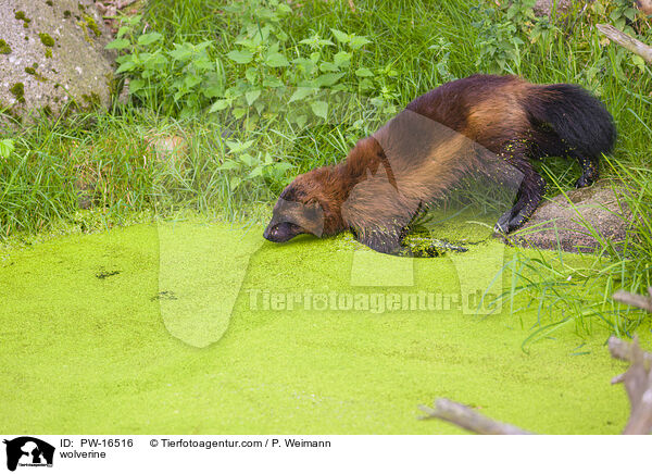 Vielfrass / wolverine / PW-16516