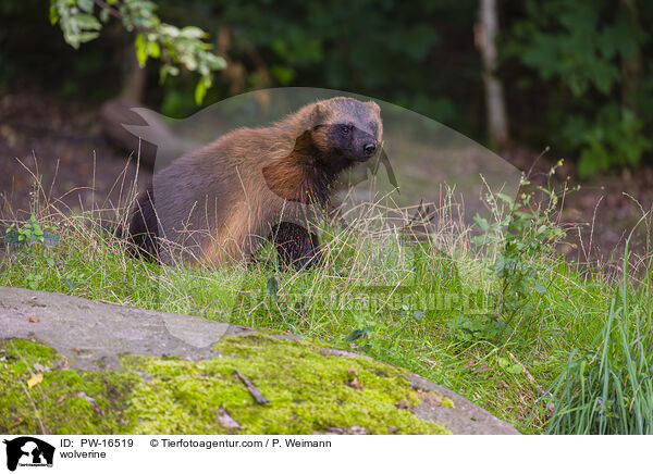 Vielfrass / wolverine / PW-16519