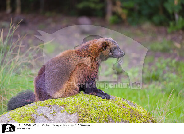 Vielfrass / wolverine / PW-16526