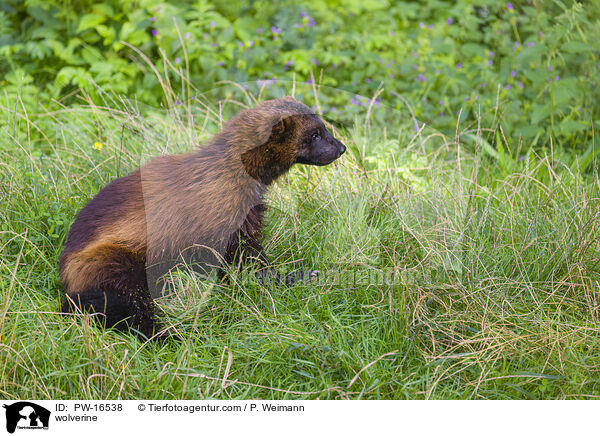 wolverine / PW-16538