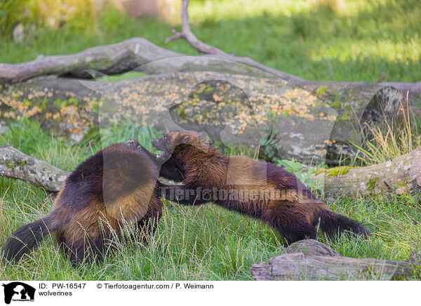 wolverines / PW-16547