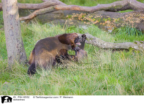 wolverines / PW-16552