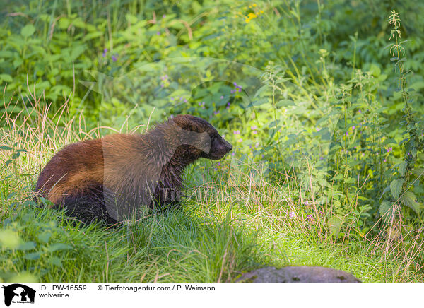 wolverine / PW-16559