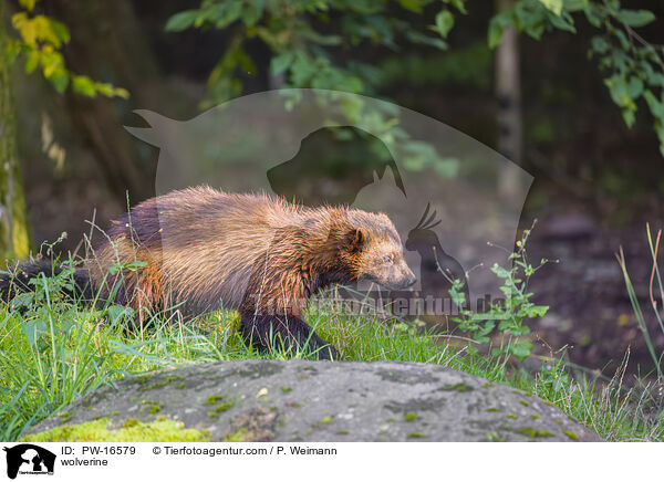 wolverine / PW-16579