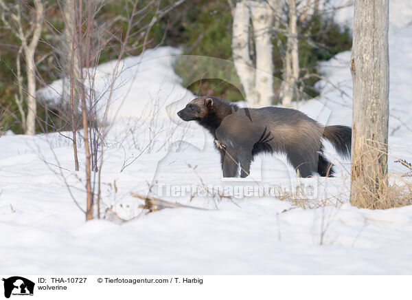 wolverine / THA-10727