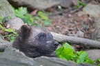wolverine
