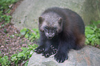 wolverine