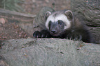 wolverine