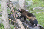 wolverine climbs on a tree