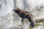 wolverine