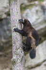 wolverine climbs on a tree