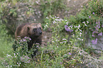 wolverine