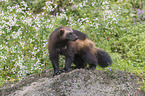 standing wolverine