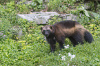 standing wolverine