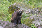 sitting wolverine
