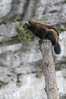 sitting wolverine