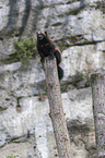 sitting wolverine
