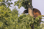 standing wolverine