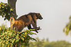 standing wolverine