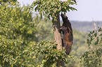 wolverine climbs on a tree