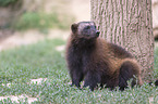 sitting wolverine