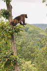 standing wolverine