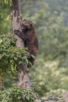 wolverine climbs on a tree
