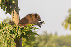lying wolverine