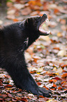 wolverine