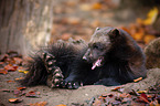 wolverine