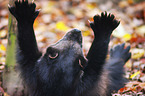 wolverine