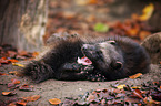 wolverine