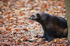 wolverine