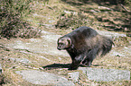 walking Wolverine
