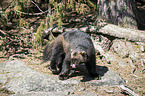 standing Wolverine