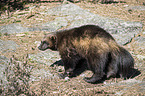 walking Wolverine
