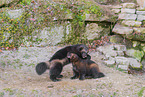 wolverines