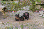 wolverines