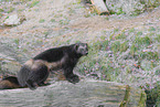 wolverine
