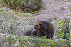 wolverine