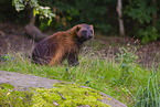 wolverine