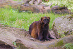 wolverine