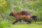 wolverine