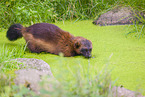 wolverine