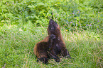 wolverine